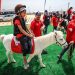 Pony atlar çadır kentin çocuklarına moral oluyor