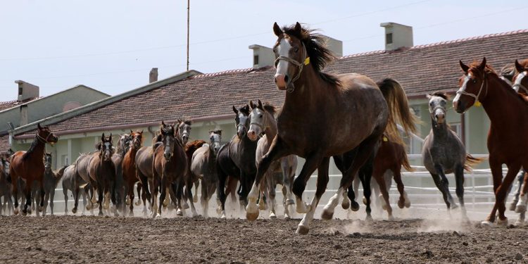 TİGEM’in 3 işletmesinde 270 şampiyon adayı tay doğdu